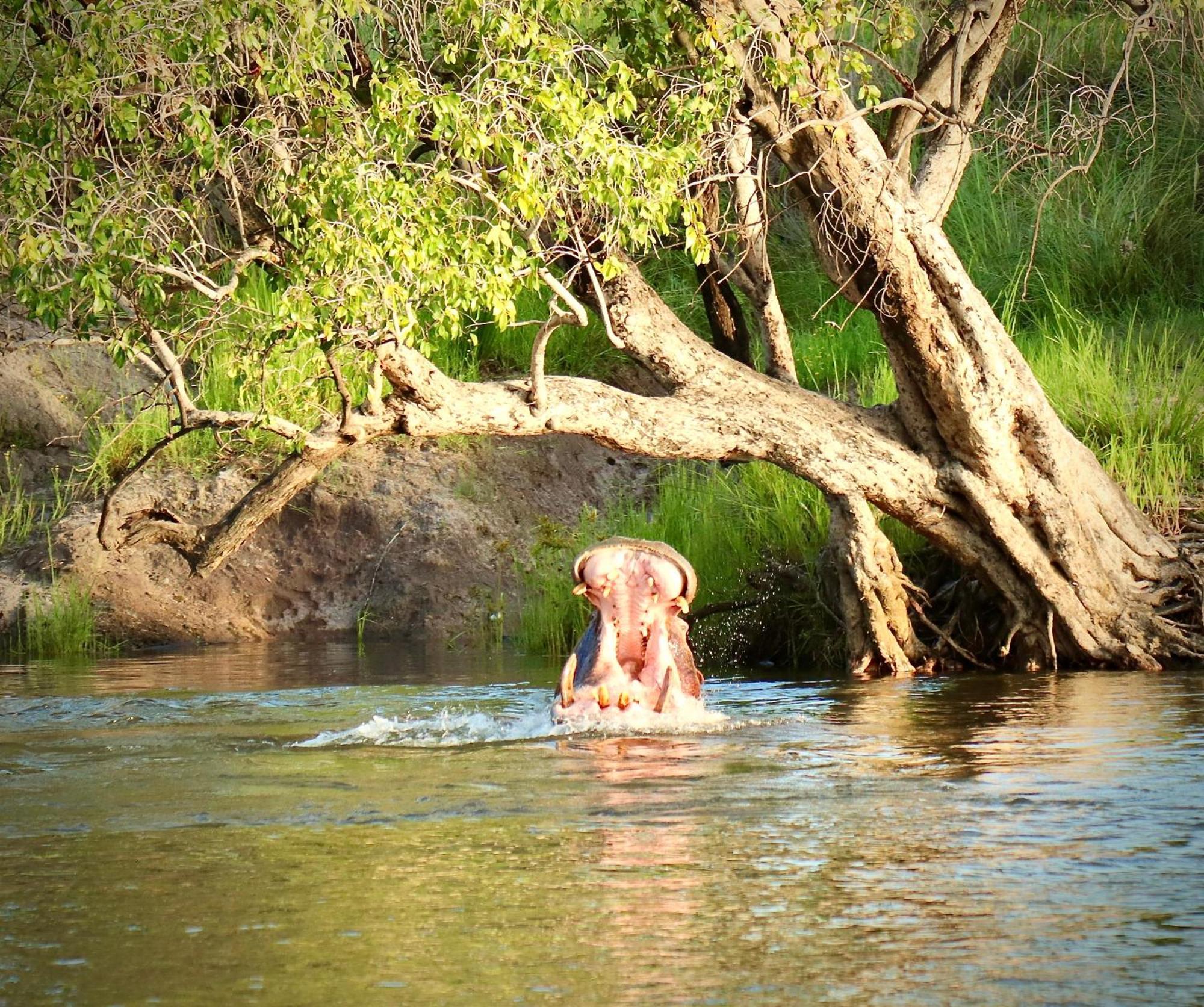 Villa Camp Nkwazi Livingstone Esterno foto